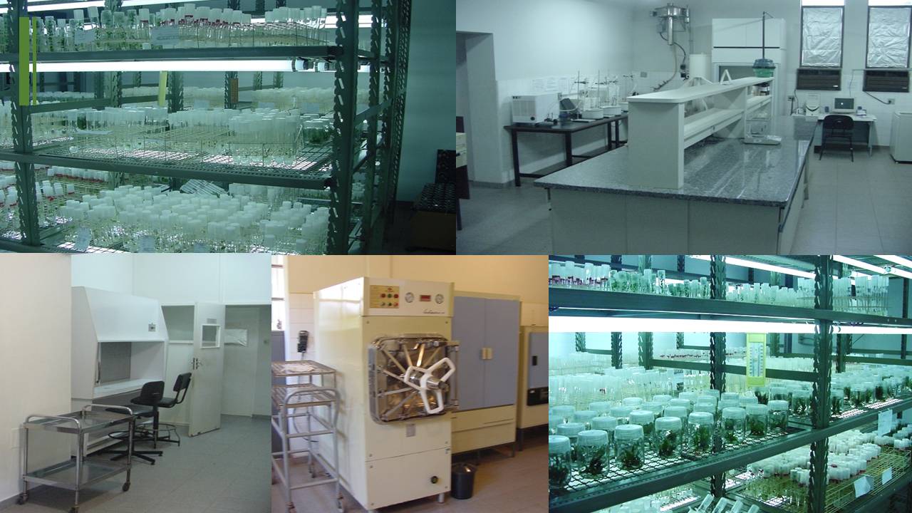 laboplantasmedicinais