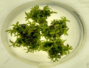 Laboratório_cultivoinvitro